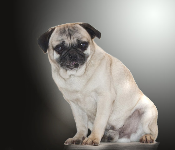 pug